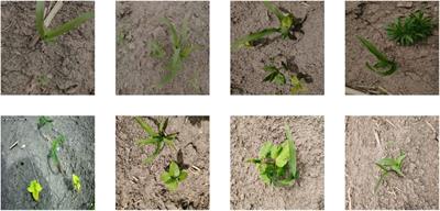 Improving U-net network for semantic segmentation of corns and weeds during corn seedling stage in field